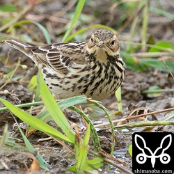 ムネアカタヒバリ第1回冬羽。