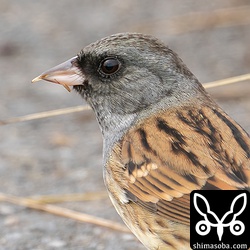 シベリアアオジも草の種子を拾っていました。