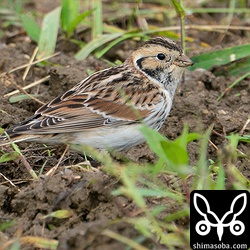 ツメナガホオジロや一緒にいる鳥たちの警戒心が大変強いので待ちの体制でいると目の前までやってきました。