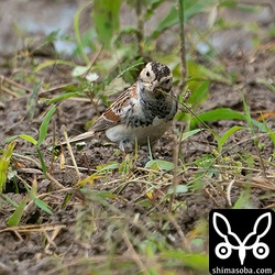 食料は豊富にあり、ムネアカタヒバリやツメナガセキレイなども大量にいるので安心して越冬してくれるでしょう。