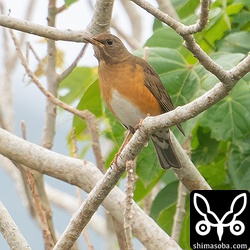 先月末から姿を現し出したアカハラ。成鳥のメス。警戒心が強い個体が多い中、比較的、落ち着いた個体でした。