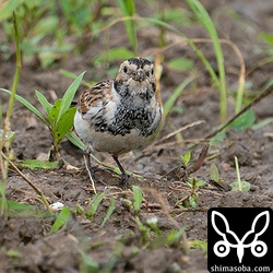 ツメナガホオジロの特徴でもある真っ黒で長い後趾が見えます。