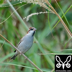 ニュウナイスズメはススキの種子を食ったりしていました。