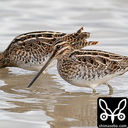 タシギ幼鳥。ほかの個体もほとんど幼鳥でした。