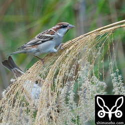ススキにぶら下がっているスズメと比べるとニュウナイスズメの小ささが分かります。