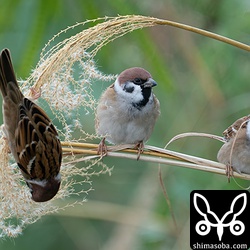 スズメたちもススキなどイネ科植物の種子を食っています。