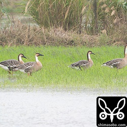 サカツラガン5羽。いつまで滞在するのでしょうか。