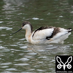 羽をふくらませるとすり減った幼羽が確認できます。