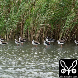 セイタカシギは20羽ほどが羽を休めていました。