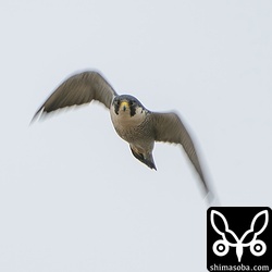 海岸のシギ、チドリをピリピリさせていたハヤブサ成鳥オス。