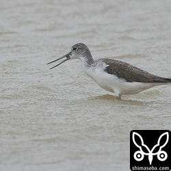 アオアシシギ成鳥冬羽。