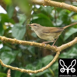 いつも鳴き声だけで姿を現さないウグイスが開けた場所に出てきました。雨が降っていて警戒心が緩んでいるのでしょうか。