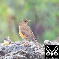 アカハラの成鳥メス。