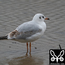 ユリカモメ第1回冬羽。