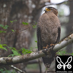 こちらもメスと思われる個体。