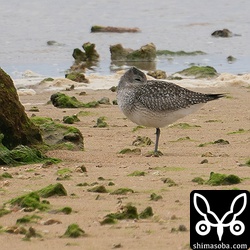 ダイゼン第1回冬羽。ここにきてダイゼンが増えてきました。