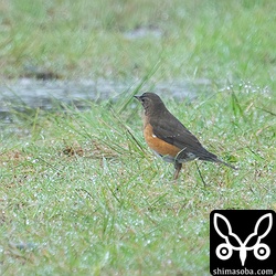 アカハラのオス第1回冬羽。