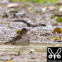 水浴びするシロハラ成鳥。