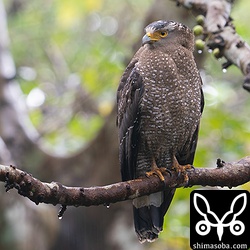 カンムリワシ成鳥のメス。