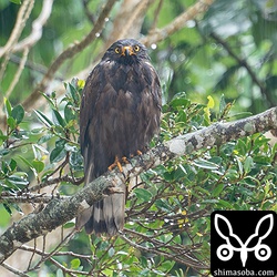 警戒心の強い暗色型サシバですが、雨のおかげでいつもより近くで観察できました。
