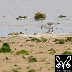 越冬モードのミユビシギ。