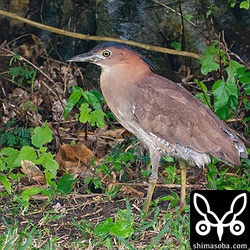 ズグロミゾゴイ成鳥。雨の中、複数のズグロミゾゴイに出会いました。