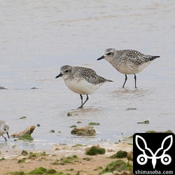 ダイゼン成鳥冬羽(左)と第1回冬羽。
