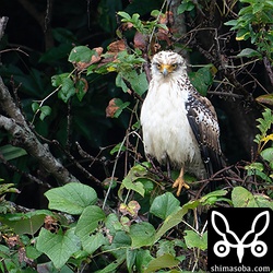 上とは別個体のカンムリワシ幼鳥。