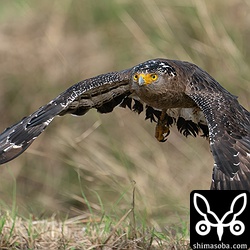 カニを食い終わり、見張り台に帰るカンムリワシ成鳥。