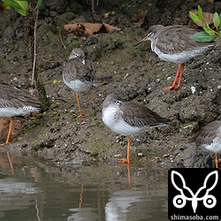 マングローブで休むアカアシシギの群れ。上の1羽のみ成鳥冬羽でほかは全て第1回冬羽。