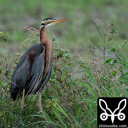 ムラサキサギ成鳥。
