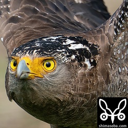 上の写真を切り抜き。カメラのフォーカス性能もなのですが、レンズのフォーカススピードが速くないとこの距離の飛び物はフォーカスが追いつきません。SONYは安いのに優秀ですね。