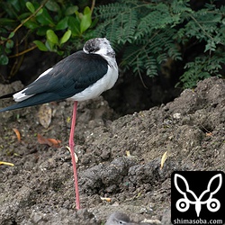 セイタカシギ成鳥オス。