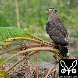 バナナの木に止まりながらマングローブ湿地のカニを狙うカンムリワシ。石垣島らしい風景です。