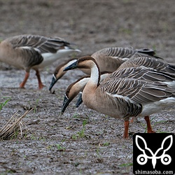 こちらも長逗留中のサカツラガン5羽。こちらはマガン、ヒシクイ、オオヒシクイ合わせて9羽の群れとは合流しませんねー。