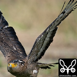 SONYのα9iiとEF 200-600mm F5.6-6.3 G OSSの組み合わせはノートリミングでこのサイズになるぐらいの近距離でも顔にピントを合わせ続けてくれます。しかもミラーレスはフォーカス範囲が広いので画面の端っこでもオートフォーカスが効きます。