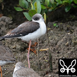 セイタカシギ第1回冬羽メス。