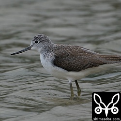 アオアシシギ成鳥冬羽。
