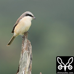 シマアカモズの成鳥オス。