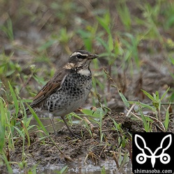 ツグミのメス第1回冬羽。