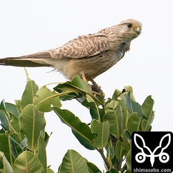 見張り台の下を人が通ろうが無関心。愛想のいいチョウセンチョウゲンボウです。