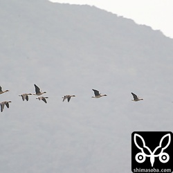 ヒシクイ、オオヒシクイ、マガンの群れ。全部で9羽まで増えました。越冬中のサカツラガンと合流しないのはなぜだろう。 `昨年は一瞬だけ、サカツラガンとヒシクイが合流 <https://shimasoba.com/blog/1507/>`_ したのですが、ヒシクイの警戒心が強くてすぐに別れてしまいました。