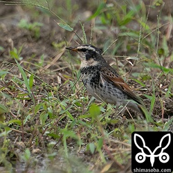 増えてきたツグミ。オスの第1回冬羽。