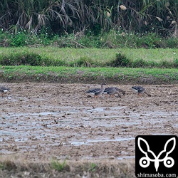 この日のねぐらはこの田んぼに決めたようです。警戒心がとても強く、これ以上はとてもじゃないけど寄れません。