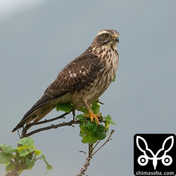 越冬サシバの幼鳥。