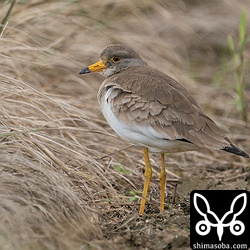 こちらも沖縄では珍しいケリ。この個体は第1回冬羽です。