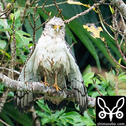 最近、安定して見られるカンムリワシ幼鳥。