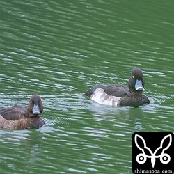 キンクロハジロ成鳥のペア。右のオスはエクリプスから生殖羽へ換羽中。