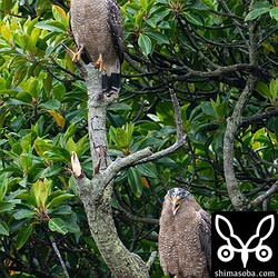 カンムリワシのペア。下がメス個体。