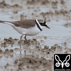 夏羽のコチドリ。冬の間に夏羽に変わり、夏の間に冬羽に変わる気の早い鳥。^^;